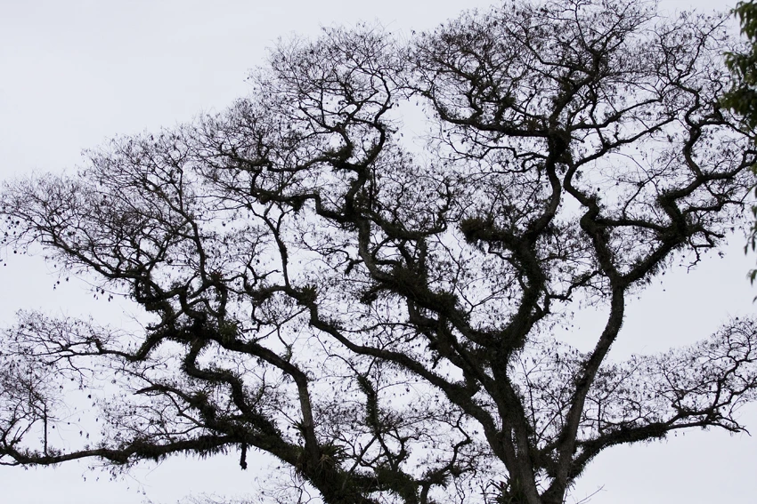 Galhos de árvore em preto e branco contra o céu claro
