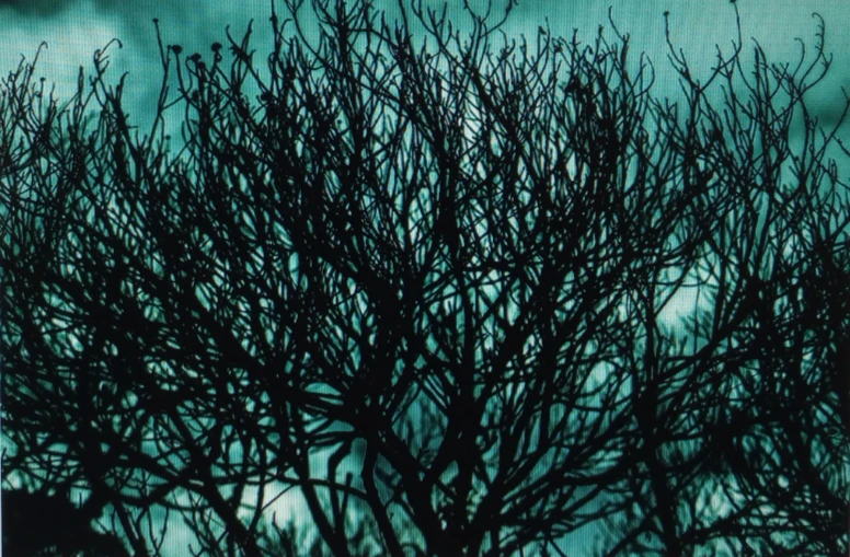 Trama de galhos escuros contra o céu azul-esverdeado