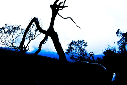 Silhueta de uma árvore sem folhas diante do céu