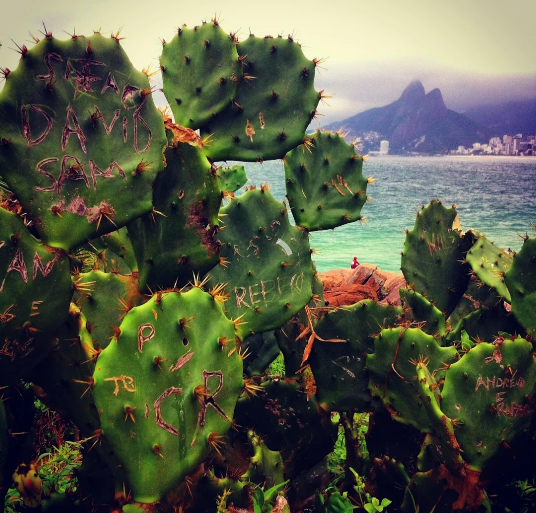 Cactos em primeiro plano diante do mar e das montanhas