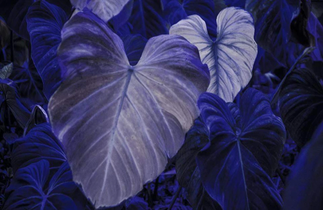 Folhas grandes sob luz azul e violeta