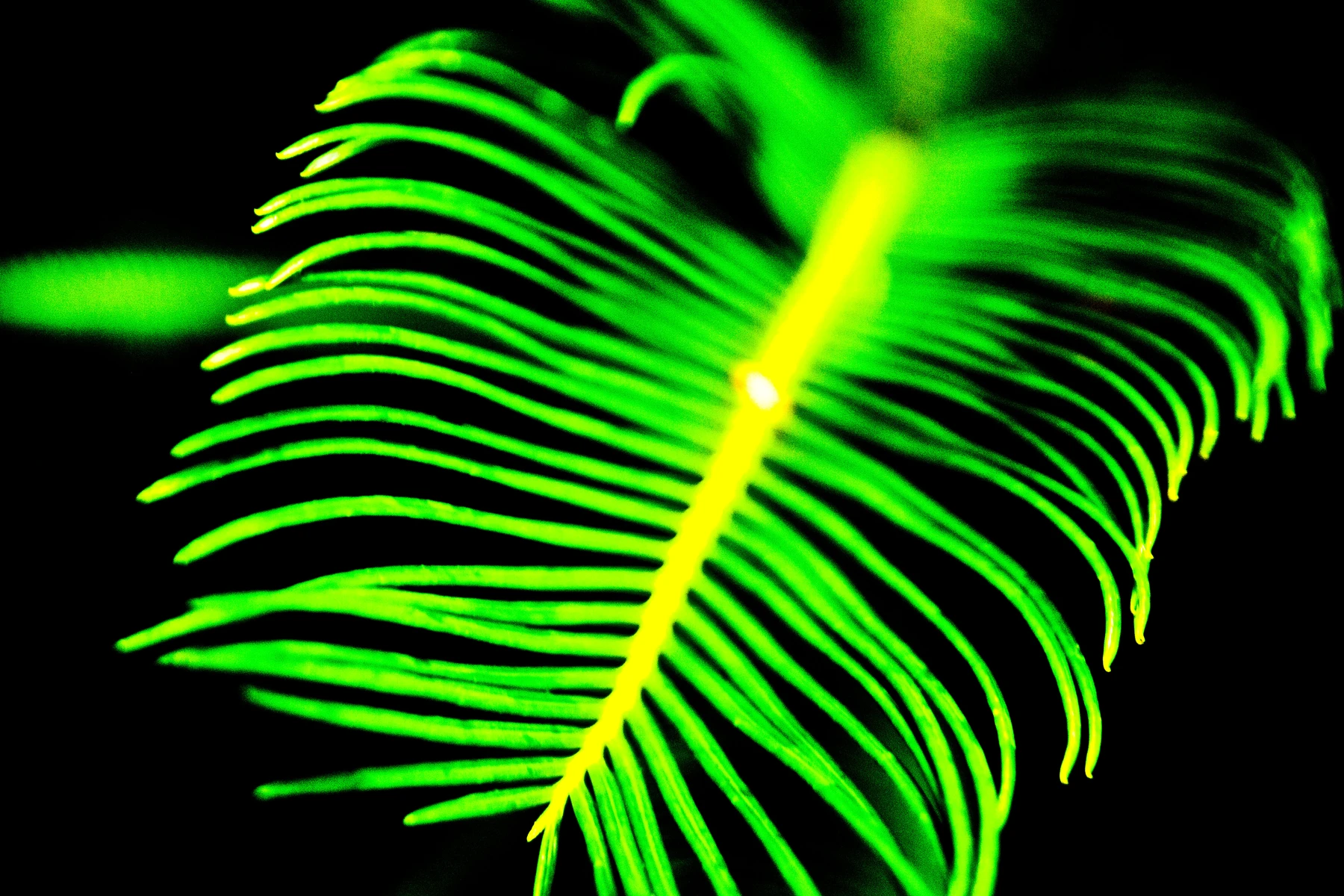 Folha verde iluminada em contraste com fundo escuro