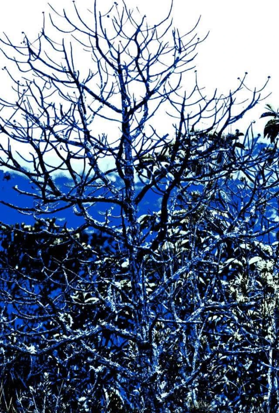 Galhos de uma árvore contra o céu azul