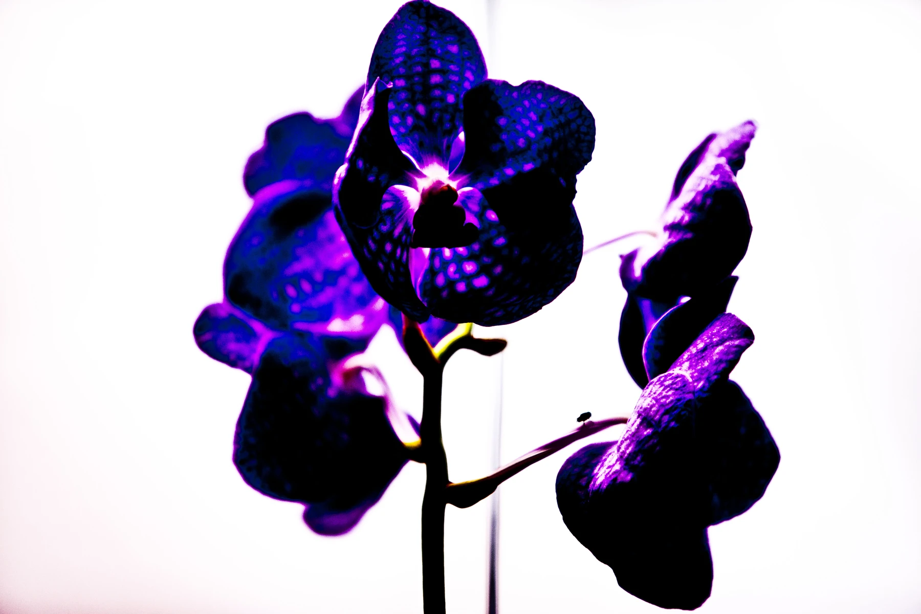 Orquídea violeta sobre fundo claro